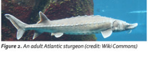 NOAA Finalizes Critical Habitat for Atlantic Sturgeon | Kleinschmidt