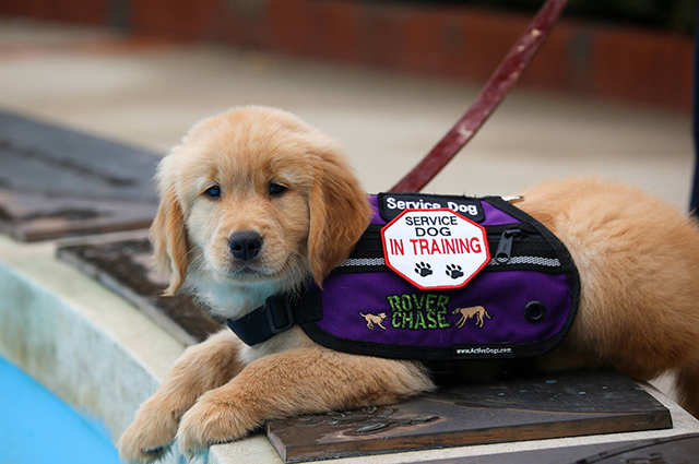 FIDOS service dogs